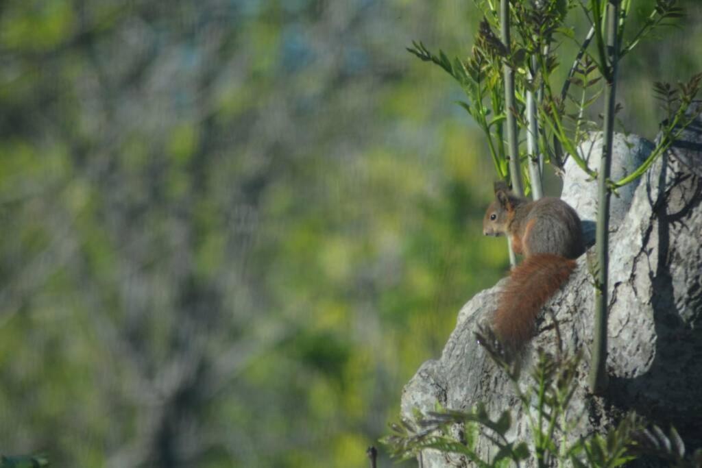 Treehut, Nature, Birds, Silence And Fjord Samlanes 外观 照片